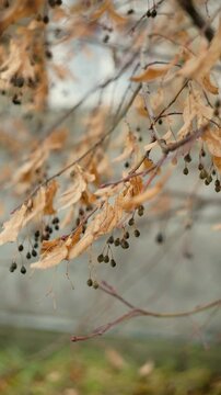 autumn leaves in the wind
