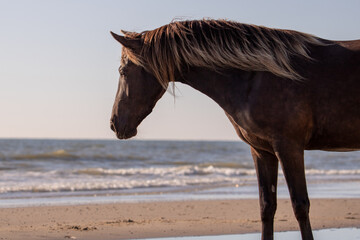 horse on the beach