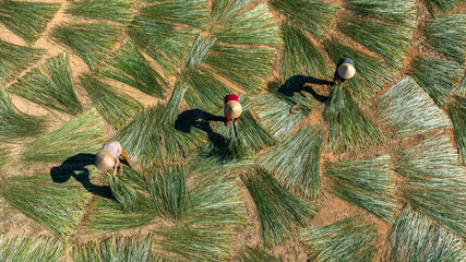 Cultivation of sedge as raw materials for the production of traditional handicrafts in Tuy An, Phu Yen sedge is dried after harvesting. Photo was taken in Phu Yen August 17, 2023