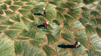 Cultivation of sedge as raw materials for the production of traditional handicrafts in Tuy An, Phu Yen sedge is dried after harvesting. Photo was taken in Phu Yen August 17, 2023