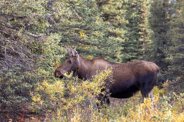 Cow Alaska Yukon Moose in Denali National Park Alaska in Autumn
