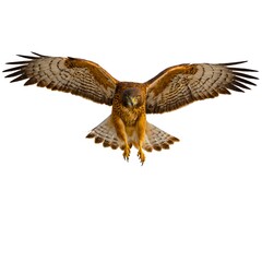 Fototapeta premium Northern Harrier.