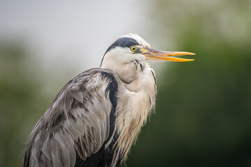 アオサギのアップ