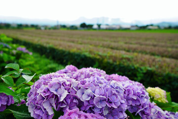 雨に濡れた紫陽花