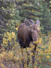 Cow Alaska Yukon Moose in Denali National Park Alaska in Autumn