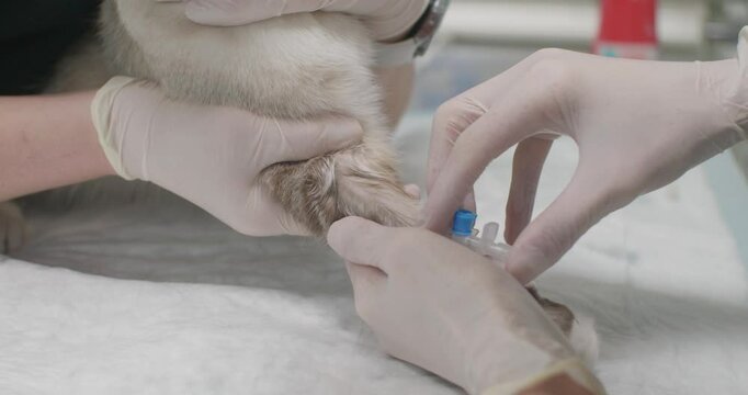 The veterinarian in gloves carefully introduces a catheter into the vein on the paw of a cat in a veterinary clinic. The doctor sets the intravenous - before the start of the operation.