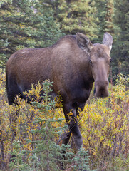 Cow Alaska Yukon Moose in Denali National Park Alaska in Autumn