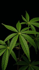 Digital illustration featuring cannabis leaves against a dark backdrop using advanced technology