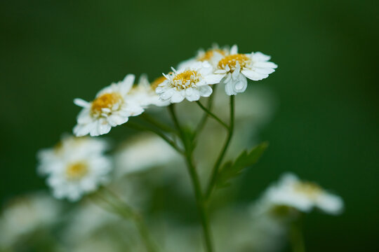 Mutterkraut (Tanacetum parthenium)	