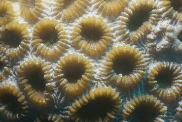 A Macro shot of Coral