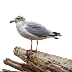 Fototapeta premium Petrel