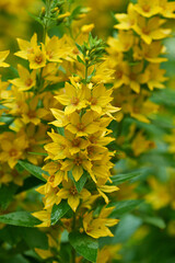 Punktierter Gilbweiderich (Lysimachia punctata)	