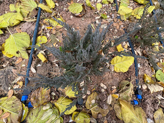 Juniperus horizontalis ‘Gold Strike’ Creeping Juniper. Close-up. Low spreading shrub. Creeping juniper or creeping cedar in autumn. Andorra Compact, Plumosa Compacta is an evergreen coniferous tree.
