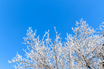 Tree branches are covered with white frost against a blue sky. Winter. Winter background