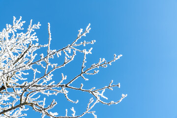 Tree branches are covered with white frost against a blue sky. Winter. Winter background