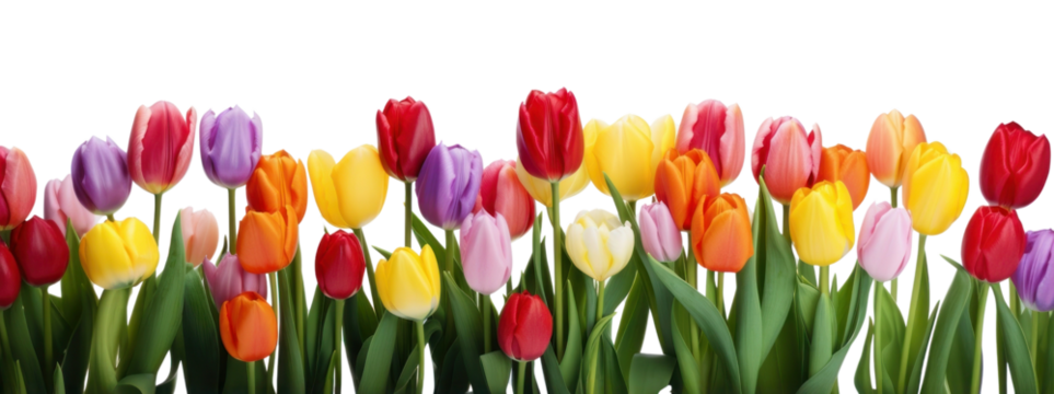 PNG Colorful tulips in full bloom