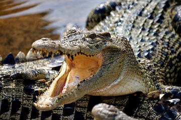 Close up of crocodile open mouth with open mouth and teeth.
