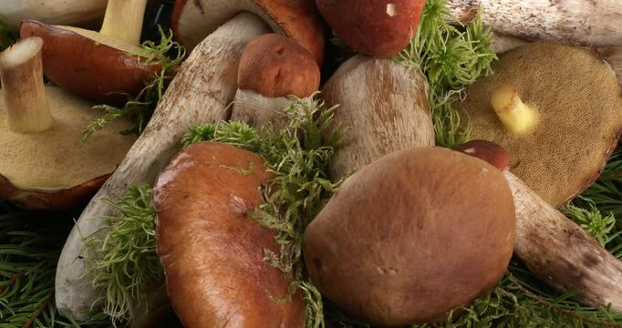 Mushrooms on the background of a christmas tree and moss. Suillus granulatus, leccinum aurantiacum, leccinum scabrum, boletus edulis (king bolete) 
Close-up footage on the rotating table.