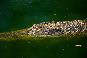 Crocodile in the water, close-up of head