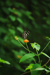 Gestreifter Schmetterling in Mexiko 