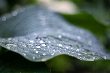 nature in the Dolomites mountains