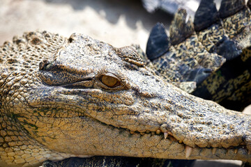 Close up of crocodile open mouth with open mouth and teeth.