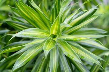 Obraz premium Vibrant palm leaves showcase their glossy texture surrounded by a tranquil seascape.