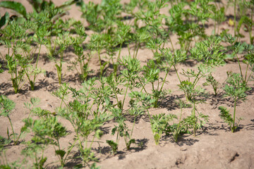 Carrots growing in a garden bed in summer