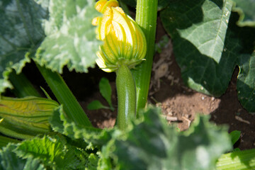 A small light green zucchini with a yellow flower grows in a garden bed