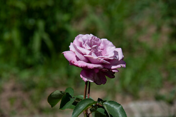 Pink rose on a blurred greenish background in the garden in summer