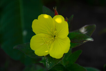 Beautiful lemon yellow flower on dark green blurred background
