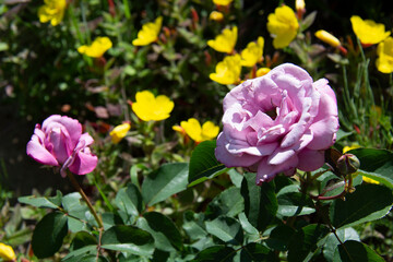 Beautiful pink roses on a blurred background of yellow flowers in the garden in summer