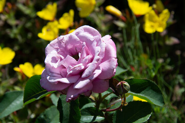 Beautiful pink rose on a blurred background of yellow flowers and green leaves in the garden in summer