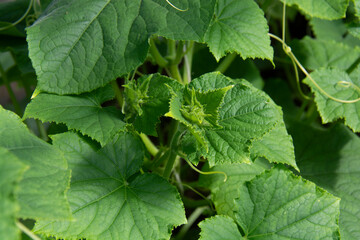 Green leaves of cucumbers in a greenhouse in summer