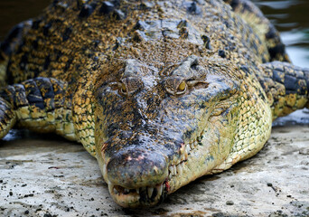 Close up of crocodile open mouth with open mouth and teeth.