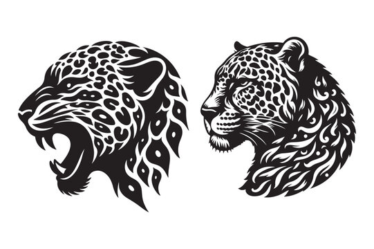 head of tiger and cheetah