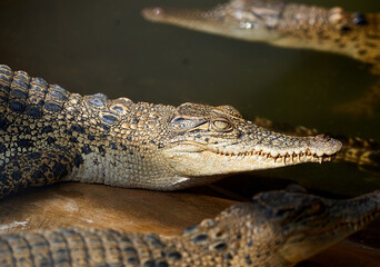 Close up of crocodile open mouth with open mouth and teeth.