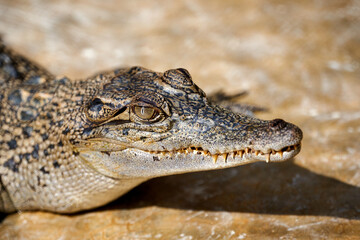 Close up of crocodile open mouth with open mouth and teeth.