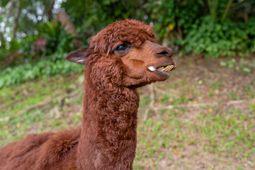 A Cute Brown Alpaca Persistently Grazing in the Beautiful Greenery of Its Habitat