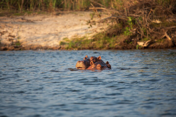 Fototapeta premium Hippopotamus - Hippopotamus amphibius or hippo is large, mostly herbivorous, semiaquatic mammal native lying in the Congo River, with its head above water.