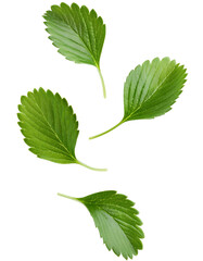 Fototapeta premium Vibrant green strawberry leaves in motion against a clear backdrop, ideal for food and drink or nature inspired designs