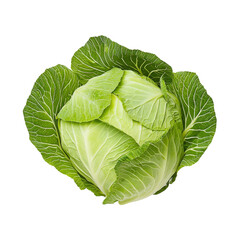 Obraz premium Vibrant Fresh Cabbage Head with Outer Leaves Peeled Back for Display