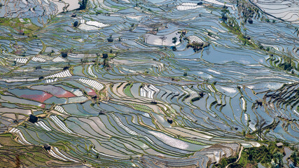 Aerial view of Yuanyang rice terrace at sunrise, Yunnan province, China