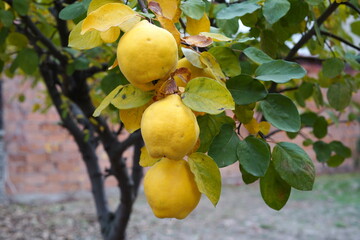 In autumn, the fruits on the quince tree.