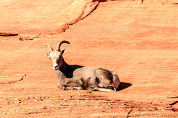 A goat is laying down on a rocky surface
