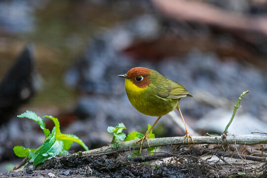 Chestnut-headed tesia