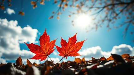 Fototapeta premium Two vibrant red maple leaves stand out against a backdrop of a bright blue sky, fluffy white clouds, and a ground covered in fallen autumn leaves.