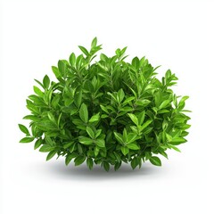 Obraz premium Lush Green Shrub with Dense Foliage Ideal for Landscaping and Garden Design, Perfect for Outdoor Spaces and Decorations