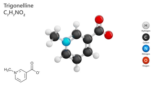 Molecule: Trigonelline. Molecular structure. Formula: C7H7NO2. Chemical model: Ball and stick. White background. 3D illustration.