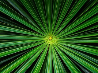 Obraz premium Close up of a lush green palm leaf with intricate texture, texture, botany, macro